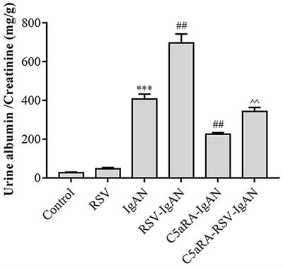 Respiratory Syncytial Virus Exacerbates Kidney Damages in IgA Nephropathy Mice via the C5a-C5aR1 Axis Orchestrating Th17 Cell Responses